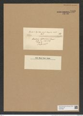 Chaetoceros bisetaceus Schu. (de-Toni-Nr.: Genus 149, Species 4129) Zeichnungen Sammlung Grunow Nr. 7683 (NHMW-BOT-W0376880)